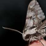 pine hawkmoth, Kiefernschwrmer image