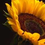 Sun Flower high definition photo