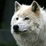 White Wolf hd pics