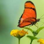 Orange Butterfly pic