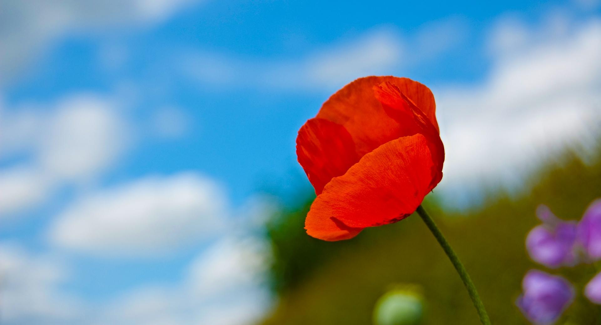 A Lone Red Poppy at 640 x 1136 iPhone 5 size wallpapers HD quality