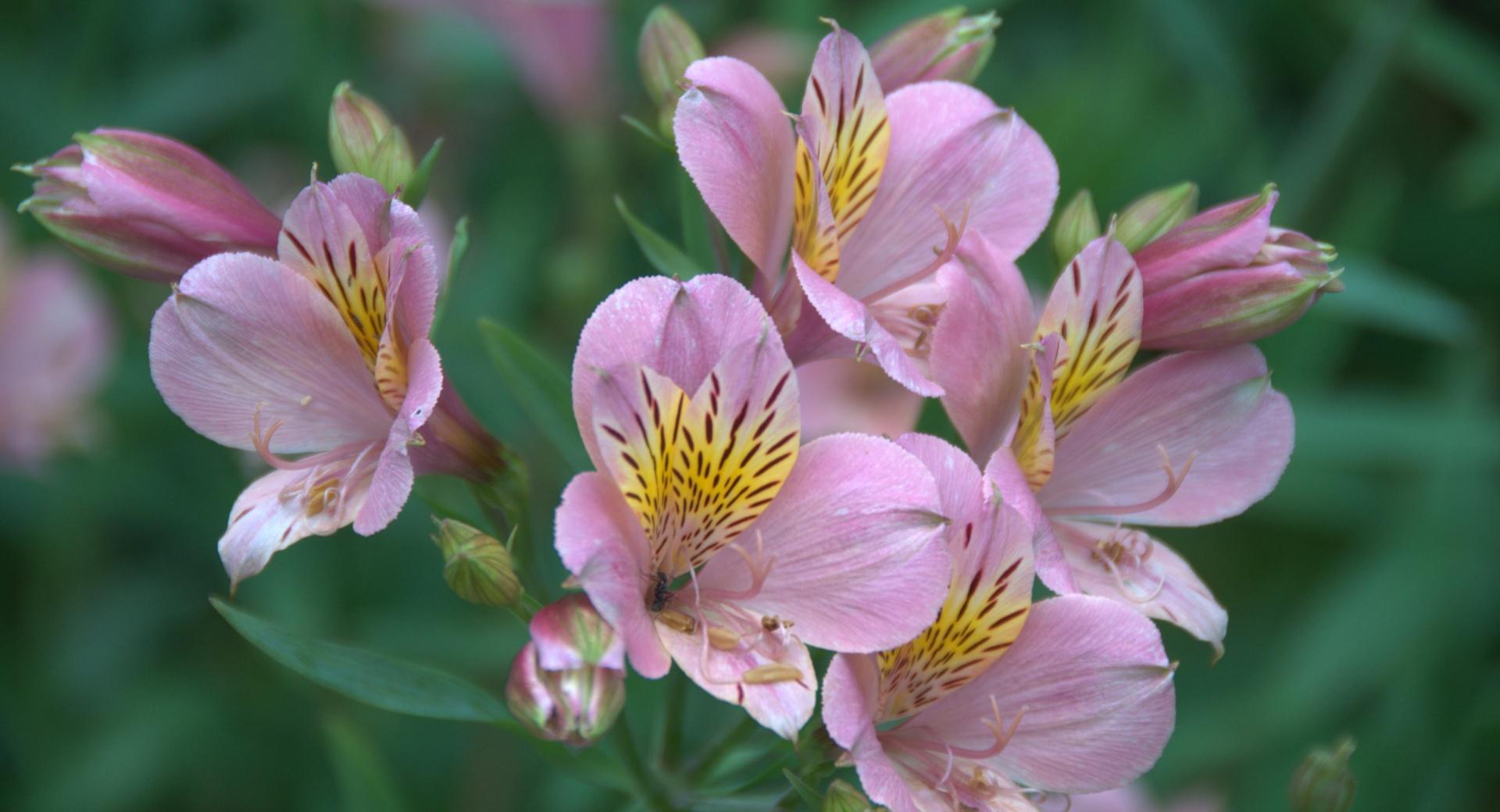 Alstroemeria at 320 x 480 iPhone size wallpapers HD quality