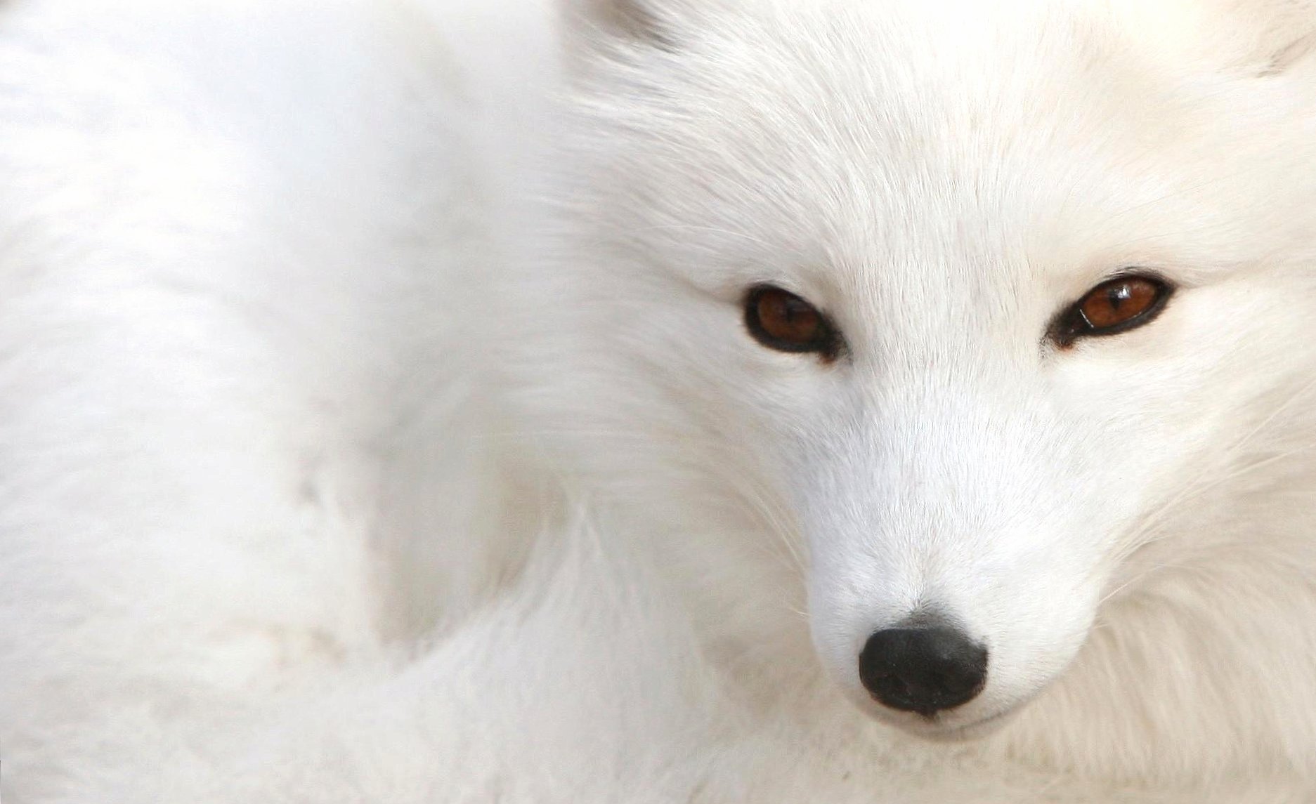 Arctic fox white at 750 x 1334 iPhone 6 size wallpapers HD quality
