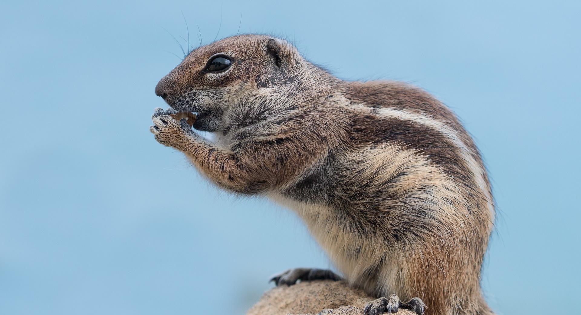 Barbary Ground Squirrel wallpapers HD quality