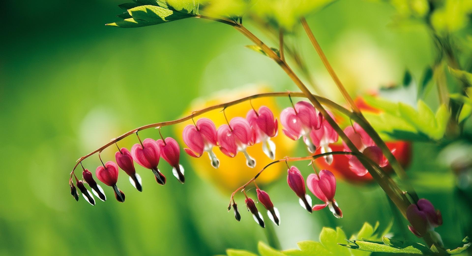 Bleeding Heart Flowers at 1152 x 864 size wallpapers HD quality