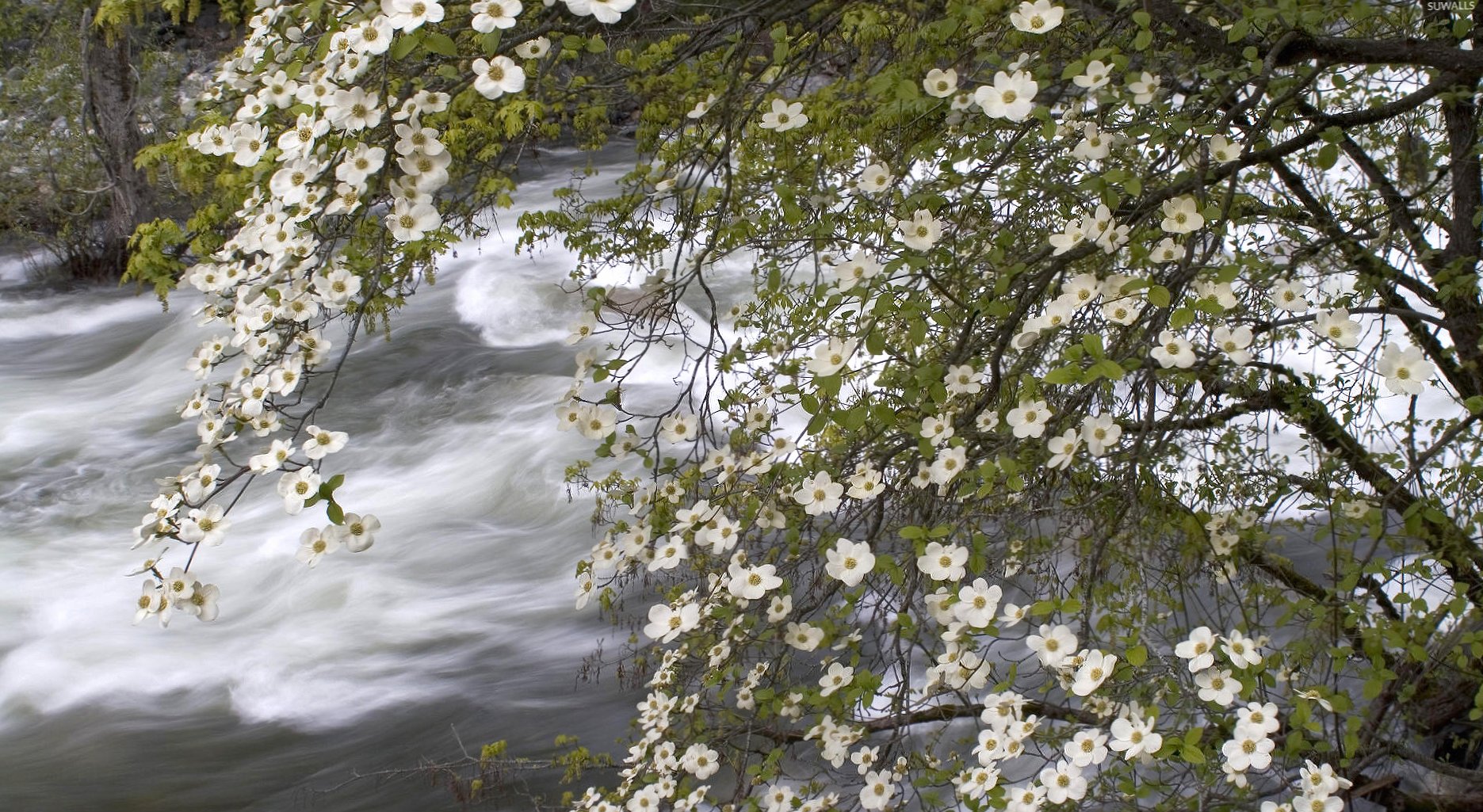 Blossomed tree above the river at 640 x 1136 iPhone 5 size wallpapers HD quality