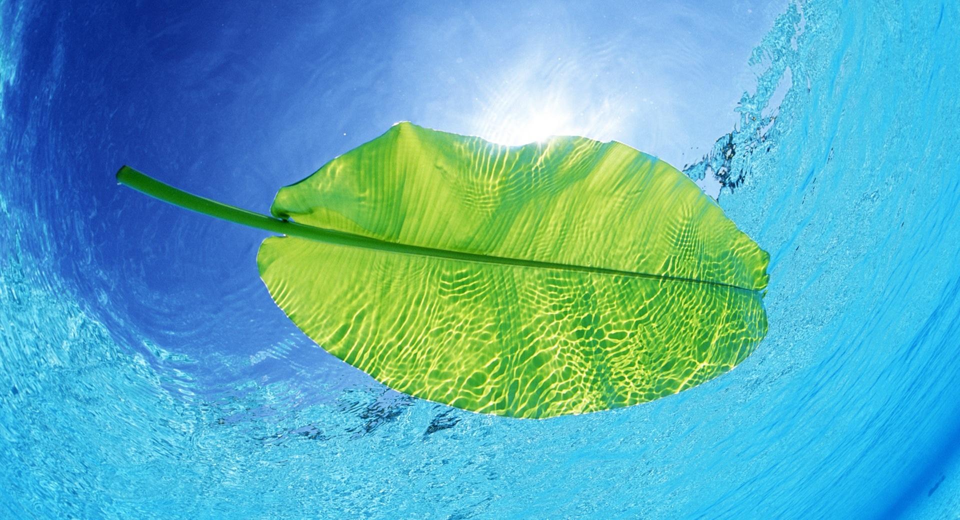 Blue Waters Of A Green Leaf at 320 x 480 iPhone size wallpapers HD quality