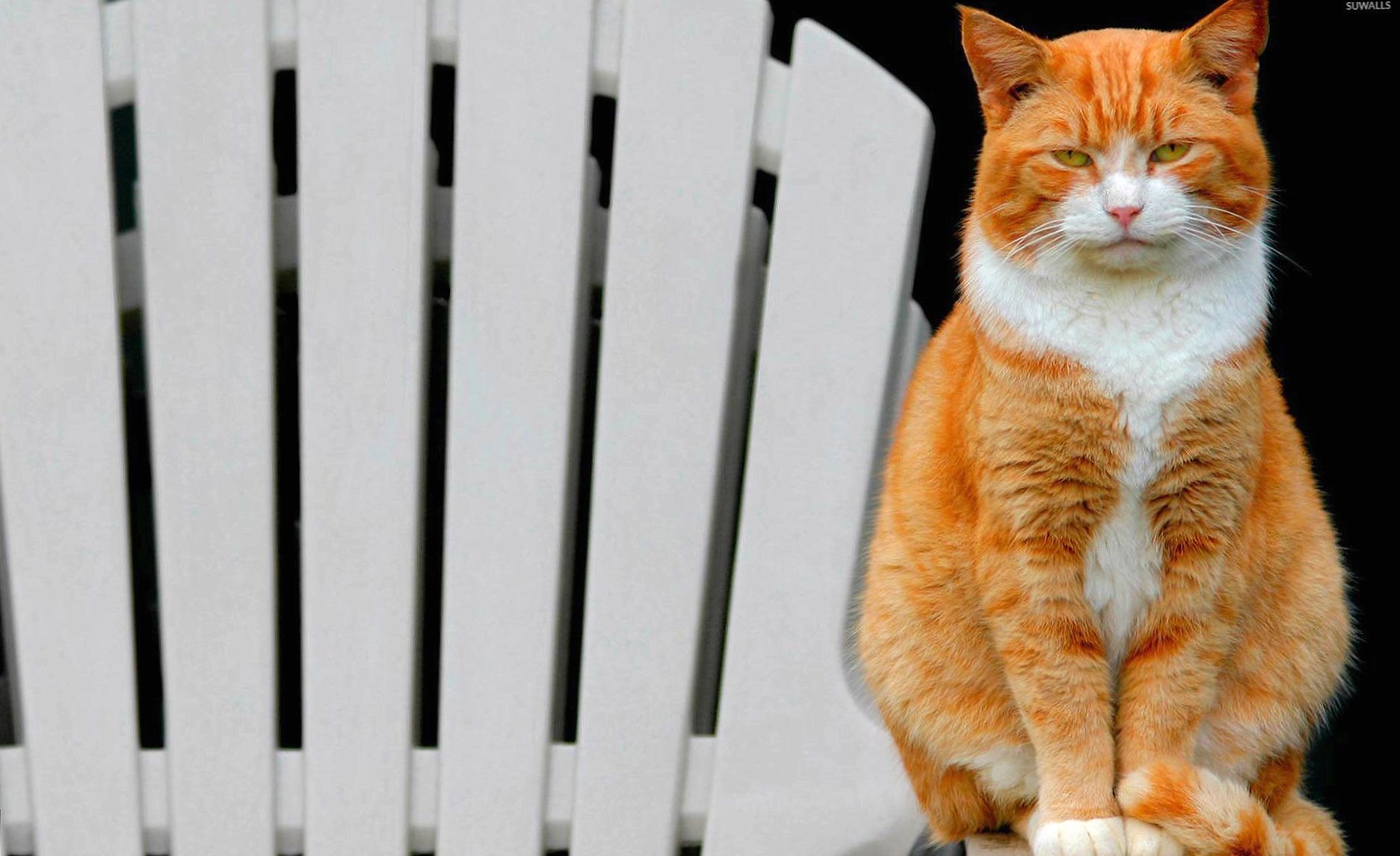 Bored orange cat on the chair at 1024 x 768 size wallpapers HD quality
