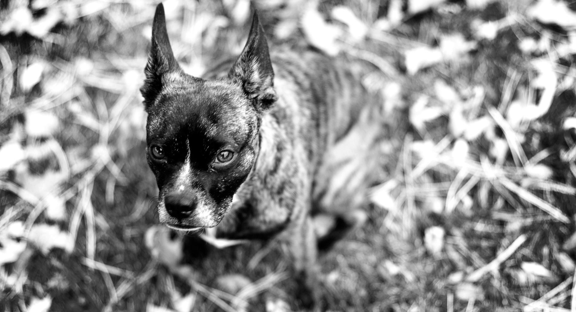 Boston Terrier at 640 x 960 iPhone 4 size wallpapers HD quality