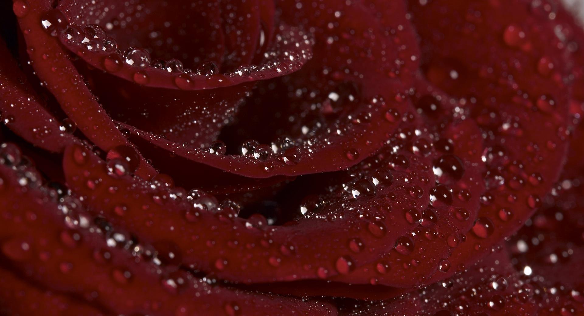 Burgundy Rose at 1152 x 864 size wallpapers HD quality