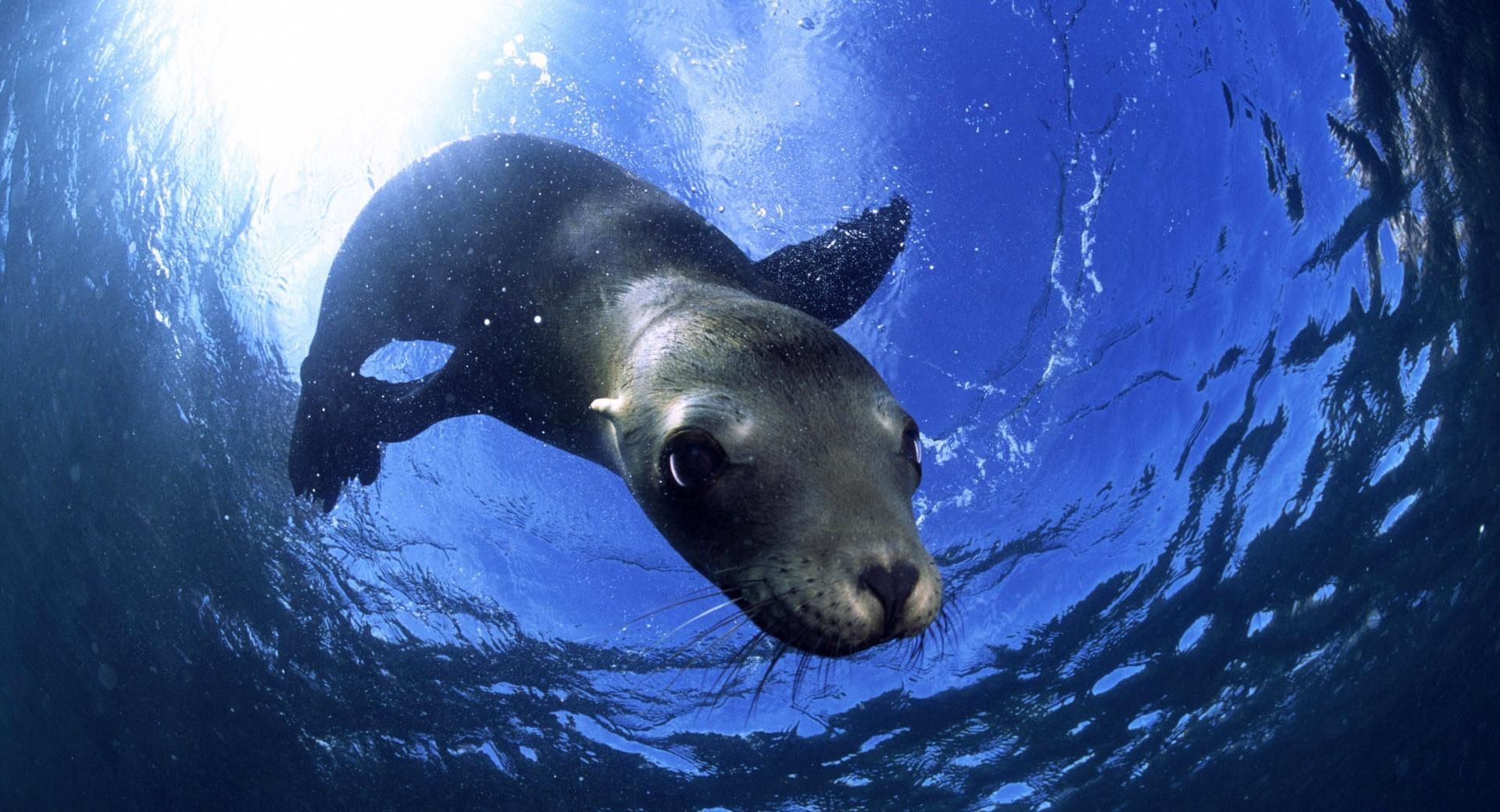 California Sealion at 1024 x 768 size wallpapers HD quality