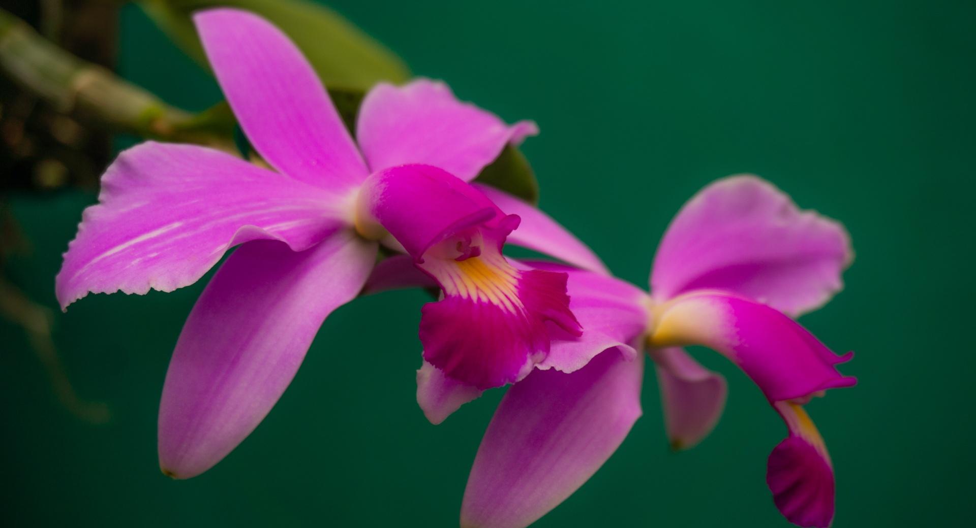 Cattleya Violacea Orchids Flowers at 1152 x 864 size wallpapers HD quality