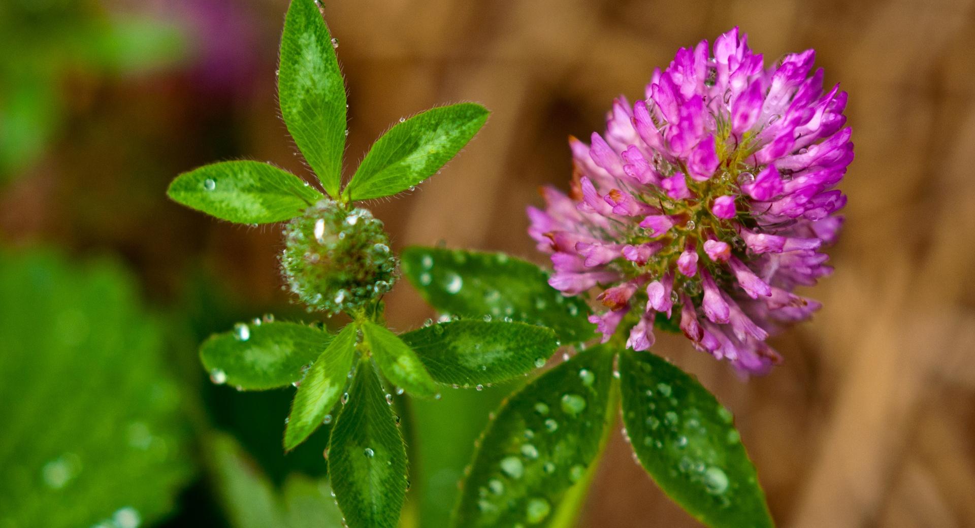 Clover Flower Macro at 1600 x 1200 size wallpapers HD quality