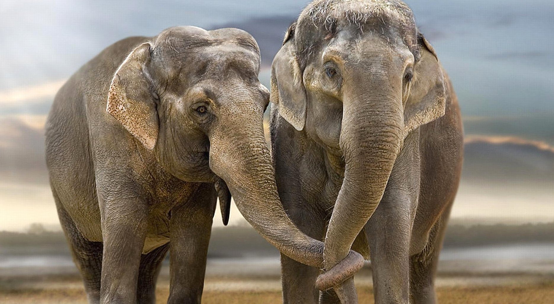 Couple elephant at 1152 x 864 size wallpapers HD quality