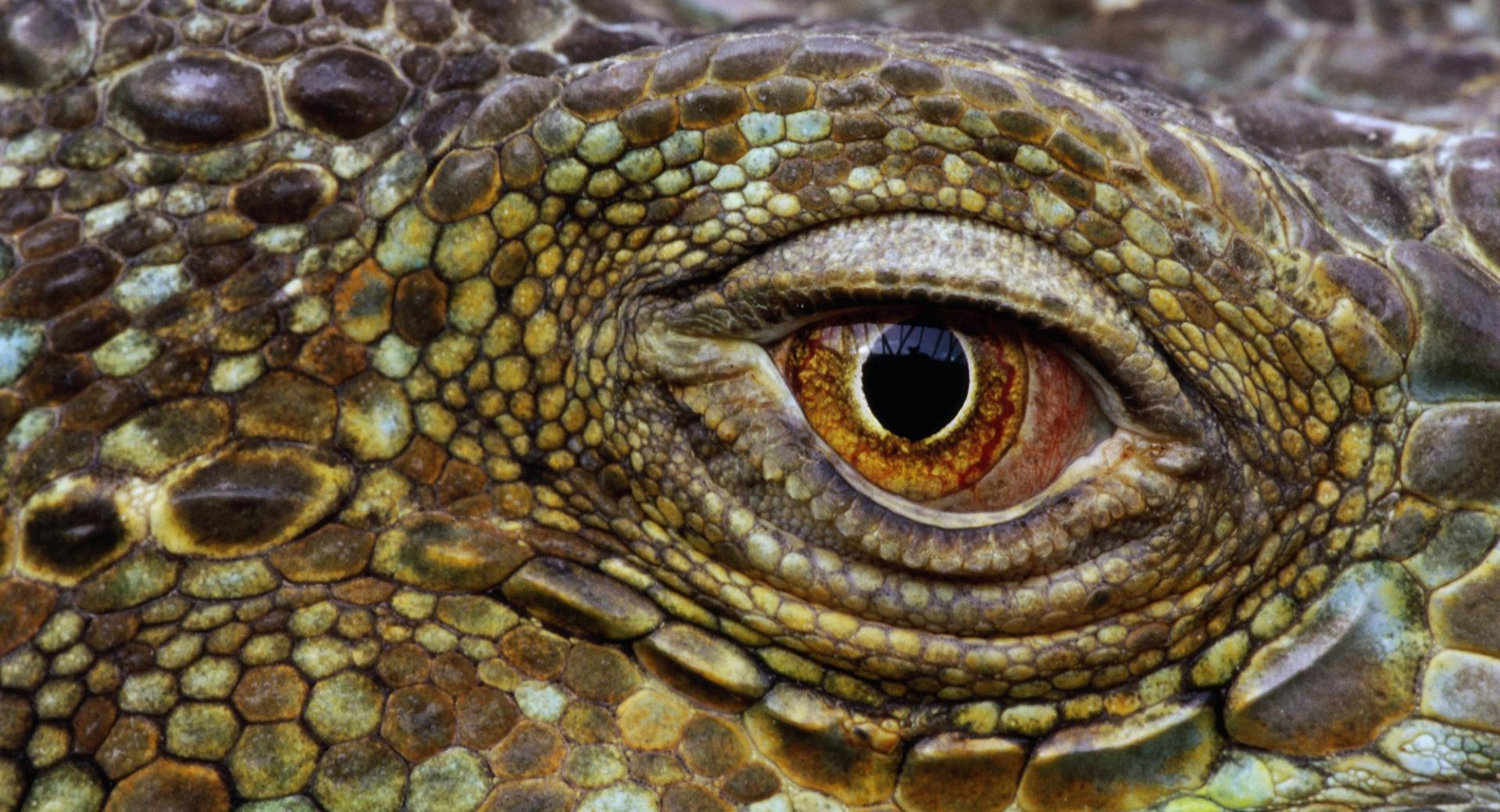 Crocodile Eye at 1600 x 1200 size wallpapers HD quality