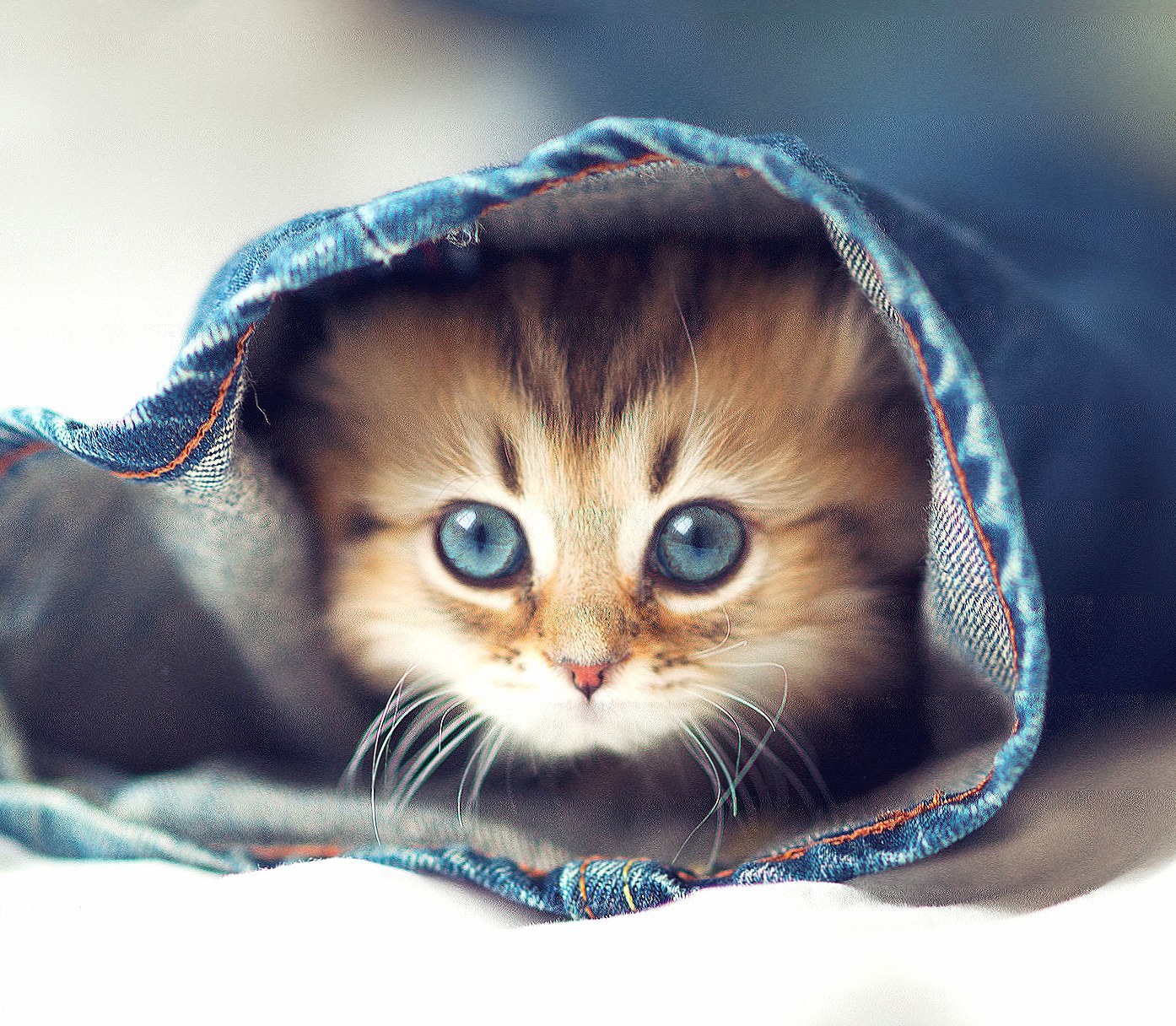 Cute-kitten at 640 x 960 iPhone 4 size wallpapers HD quality