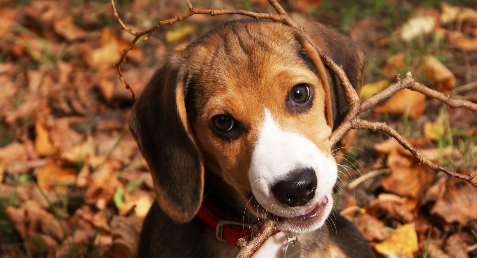 Cute Beagle Puppy at 1334 x 750 iPhone 7 size wallpapers HD quality