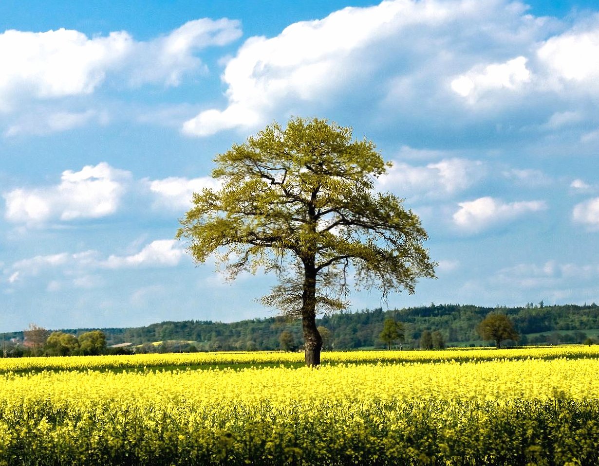 Field yellow with tree at 320 x 480 iPhone size wallpapers HD quality