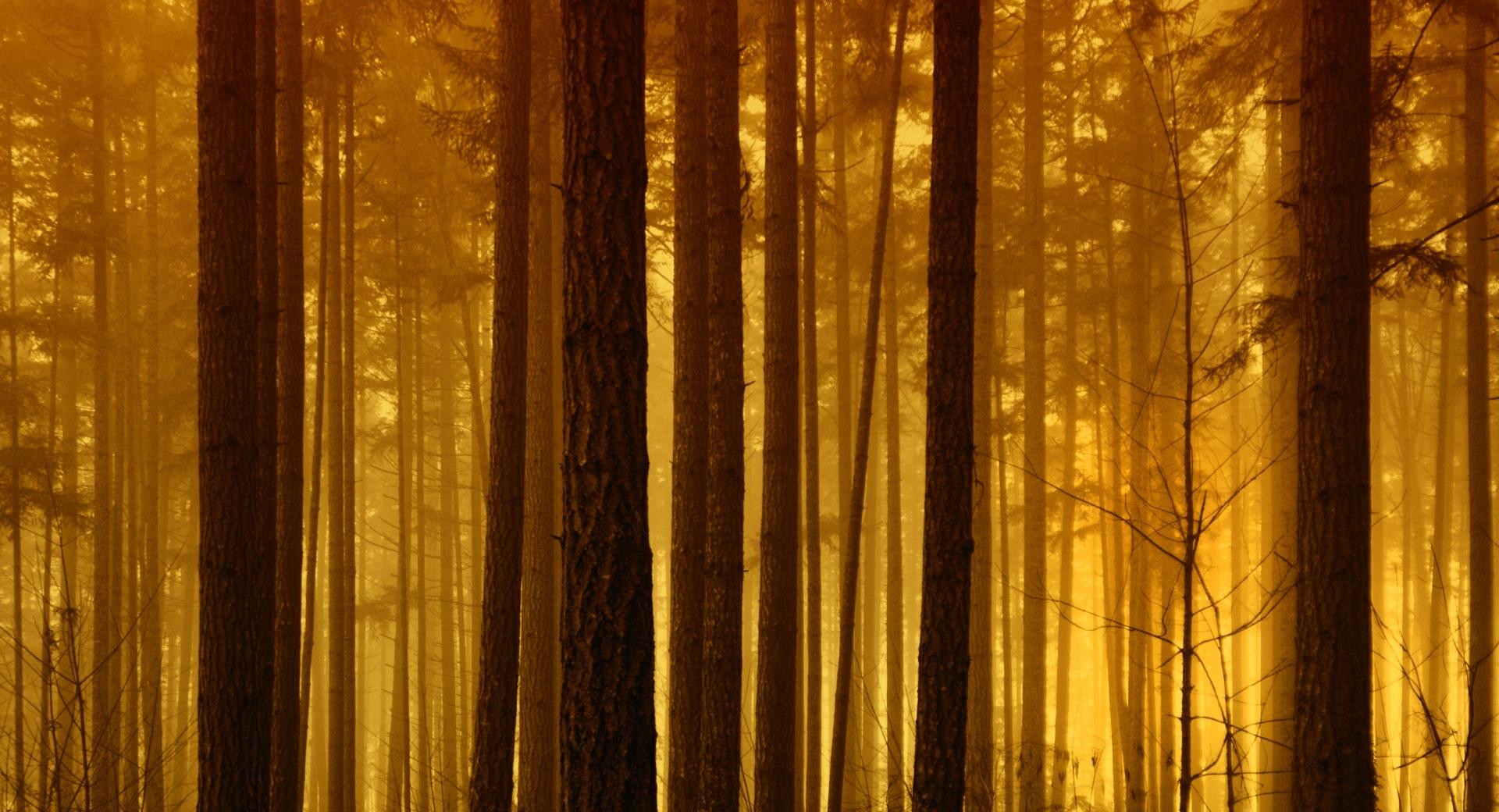 Foggy Forest Sunrise at 1280 x 960 size wallpapers HD quality