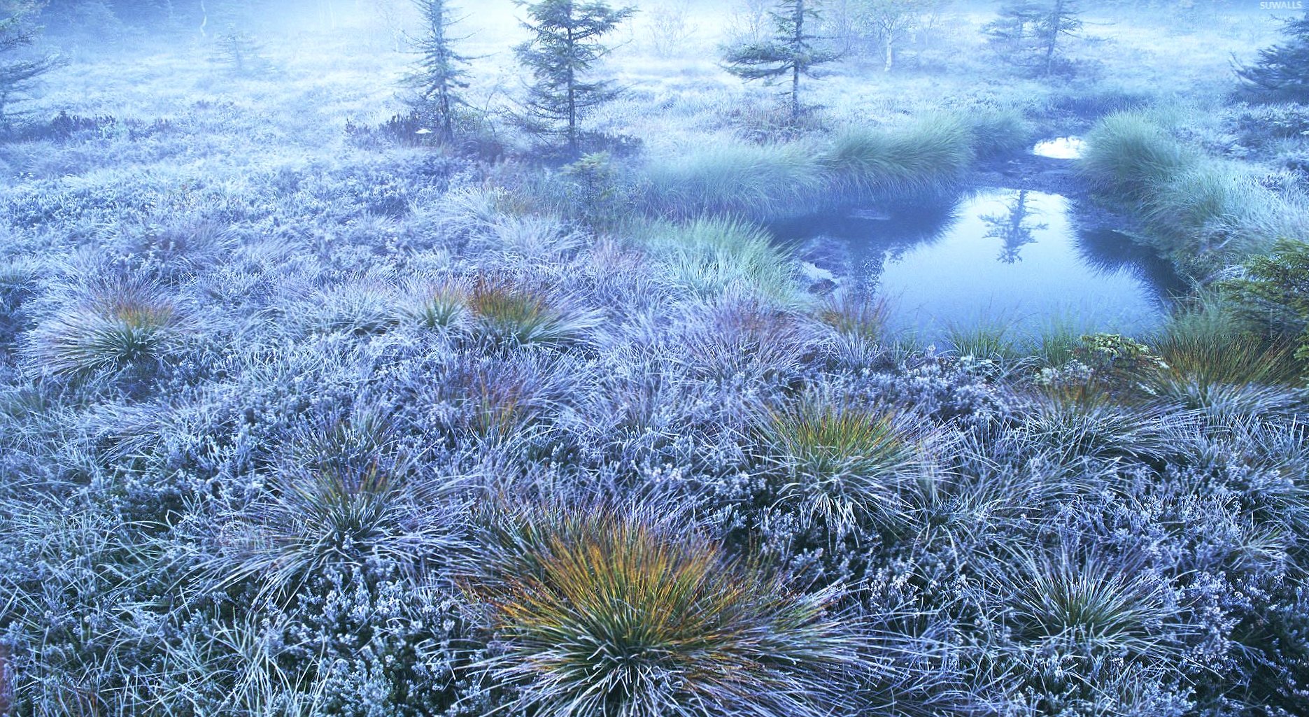 Frozen grass in the winter at 2048 x 2048 iPad size wallpapers HD quality