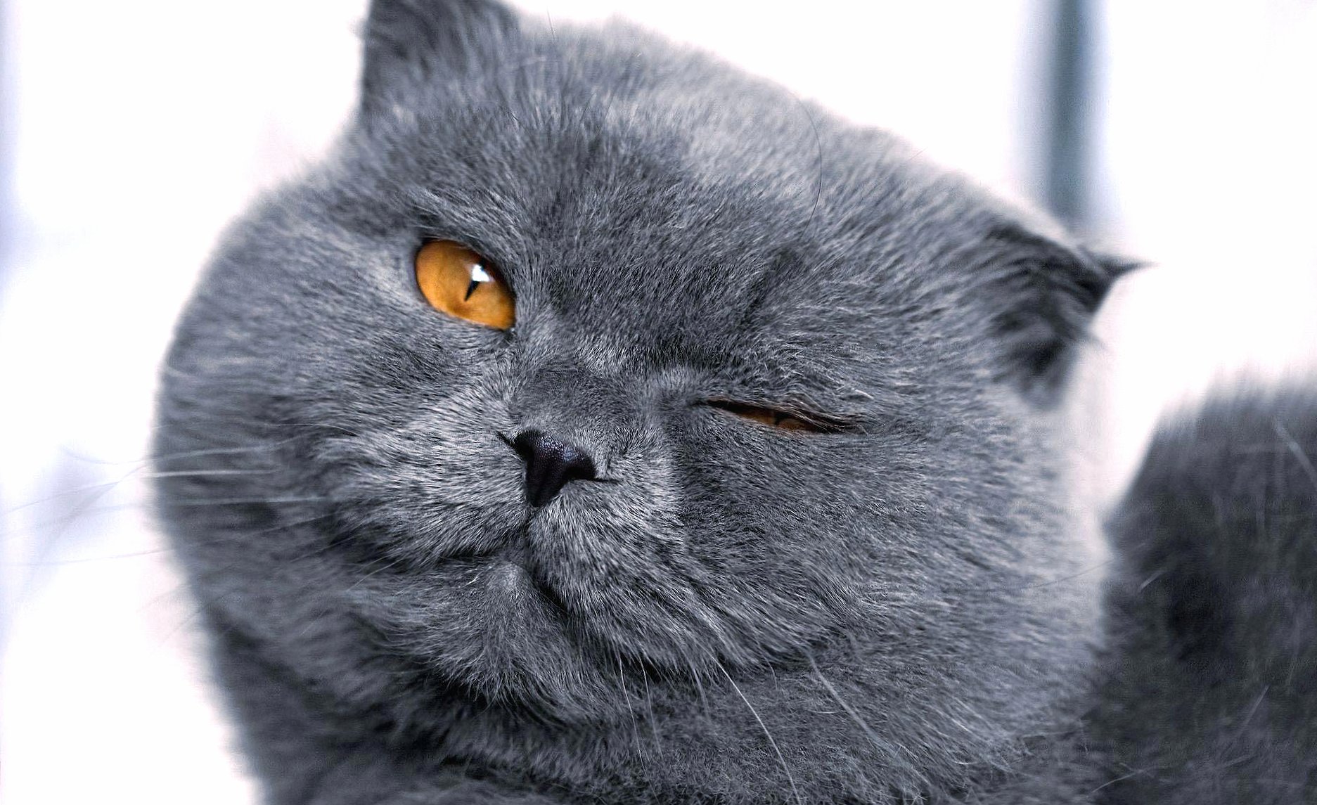 Funny cat wink at 1024 x 1024 iPad size wallpapers HD quality