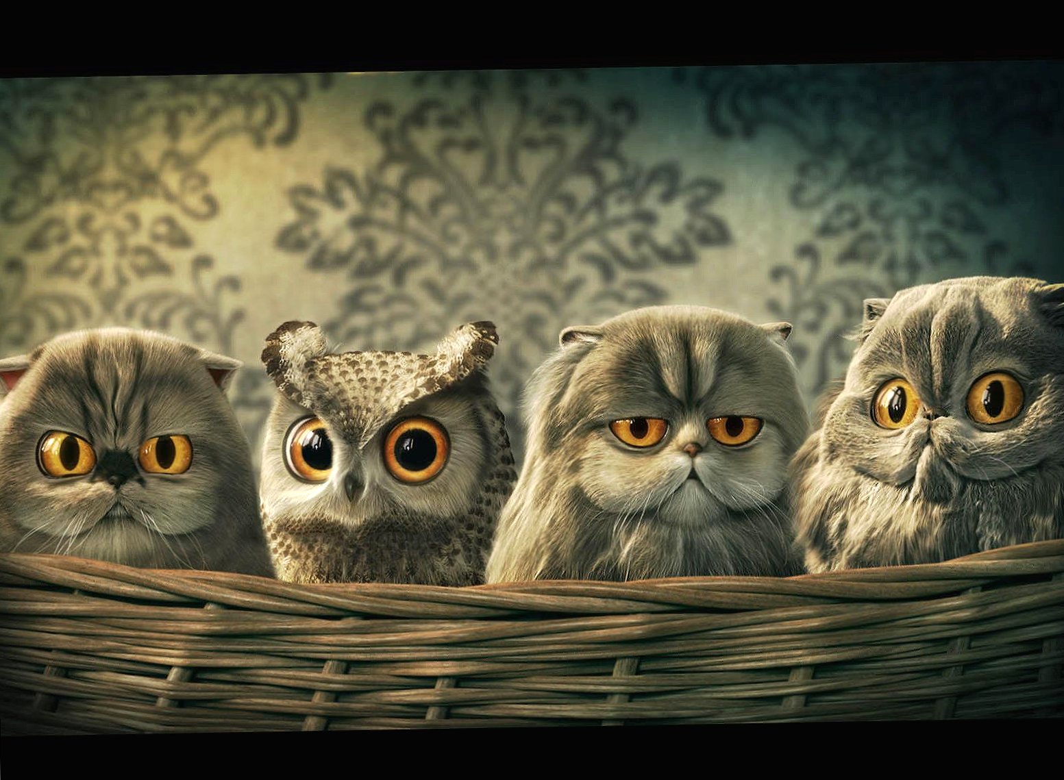 Funny cats or owls wallpapers HD quality