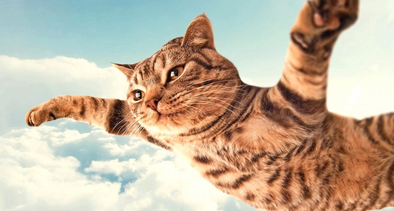 Funny flying cat at 320 x 480 iPhone size wallpapers HD quality