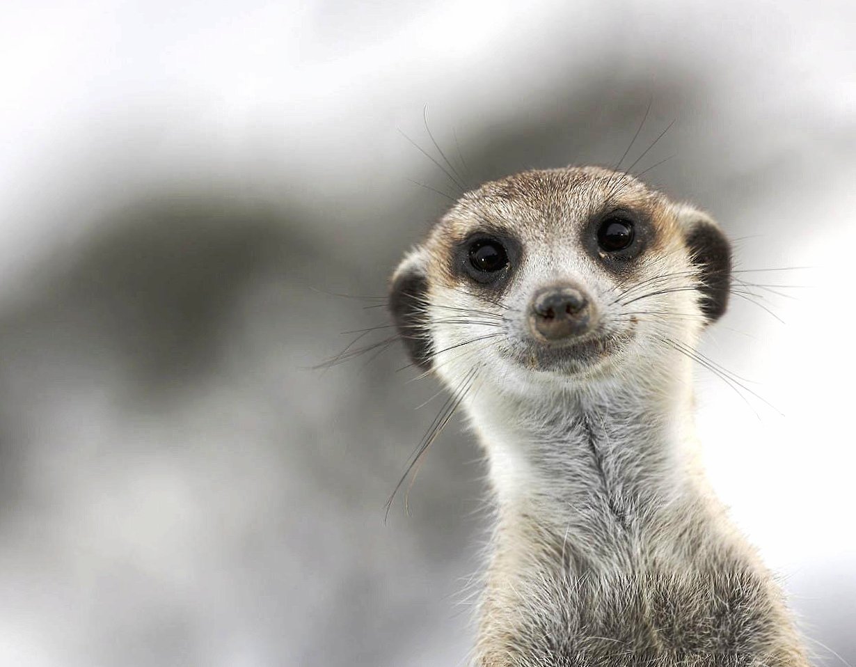 Funny suricate wallpapers HD quality