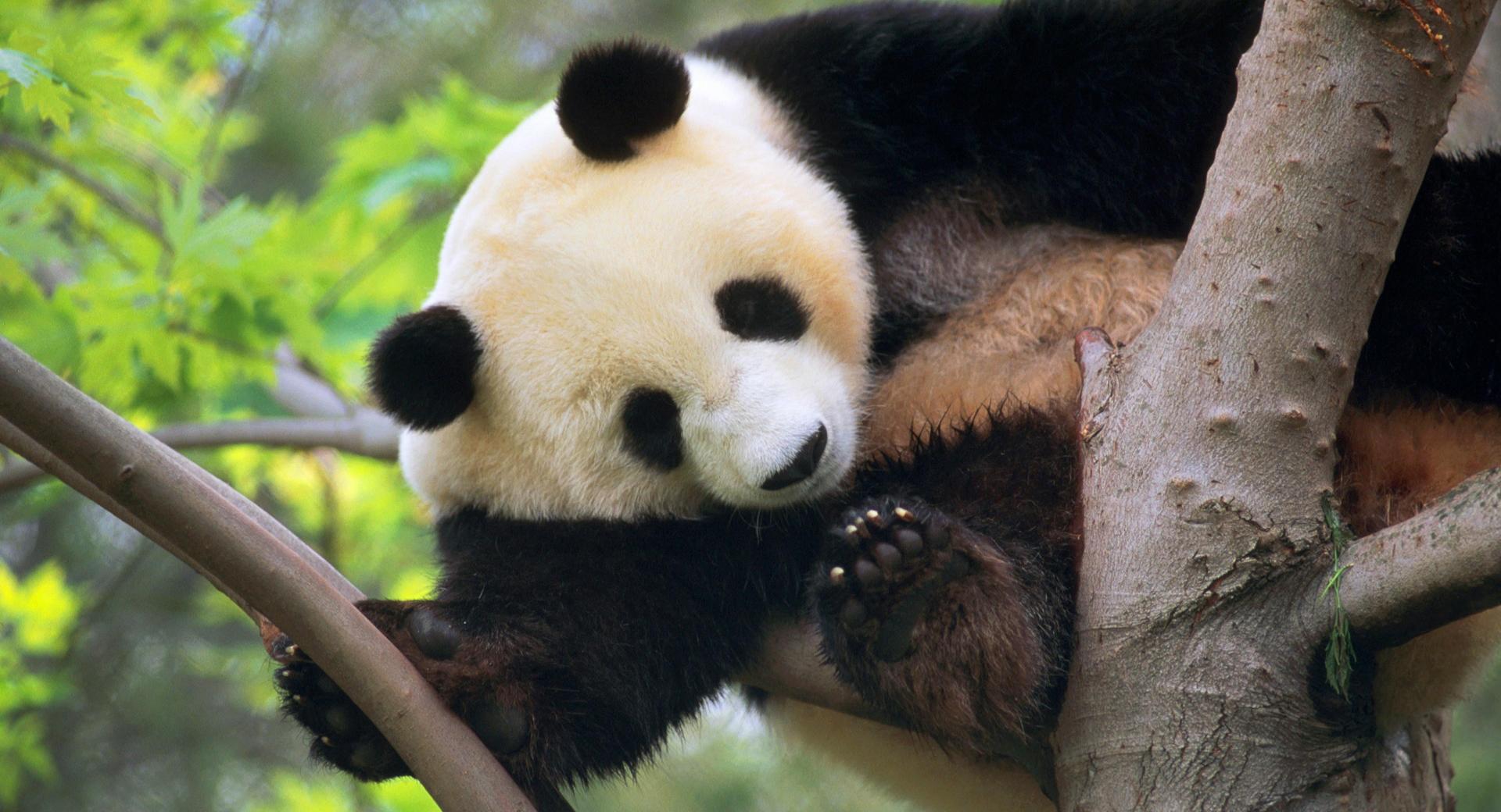 Giant Panda In A Tree at 1600 x 1200 size wallpapers HD quality