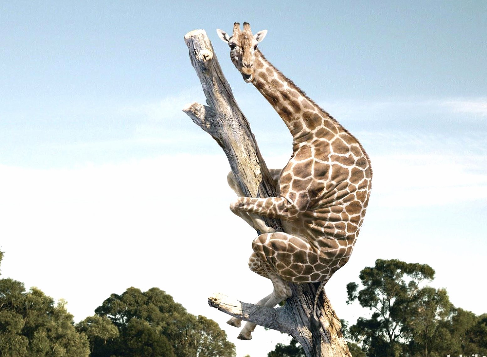 Giraffe fear in tree at 320 x 480 iPhone size wallpapers HD quality