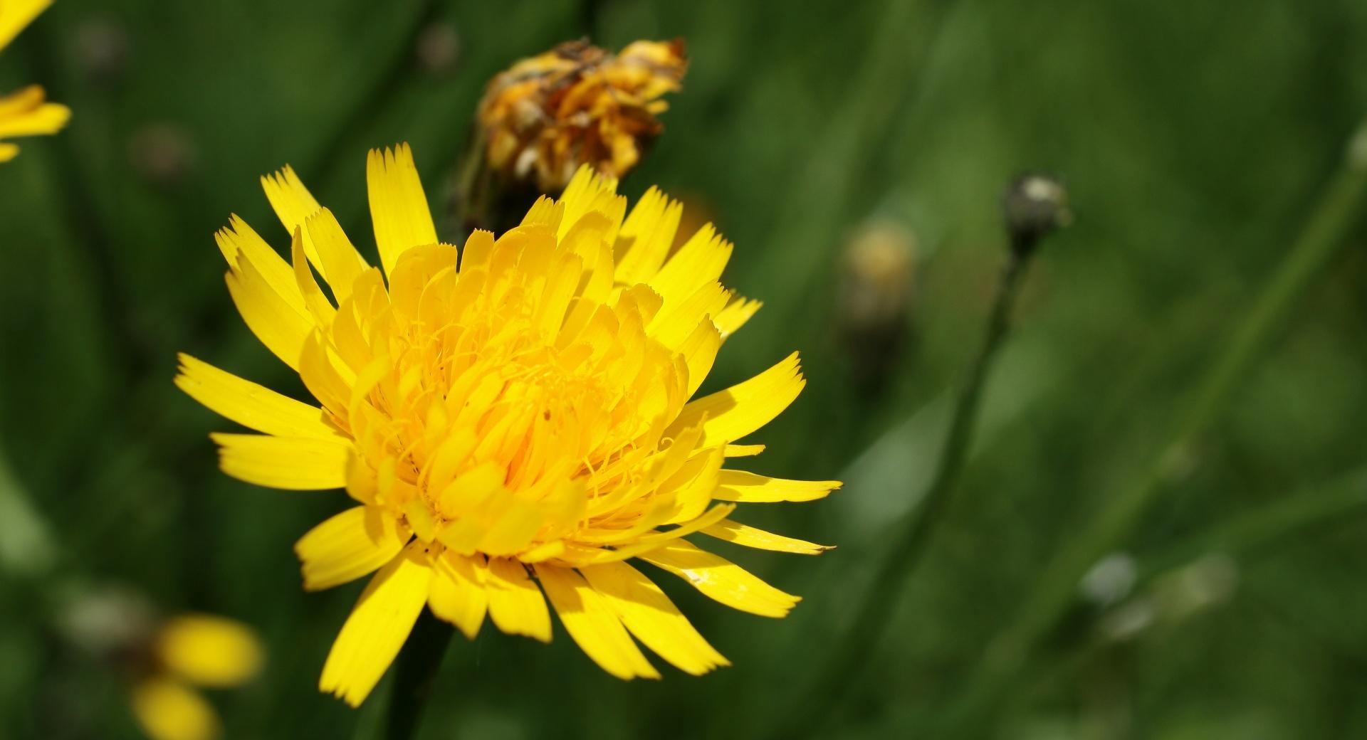 Golden Dandelion wallpapers HD quality