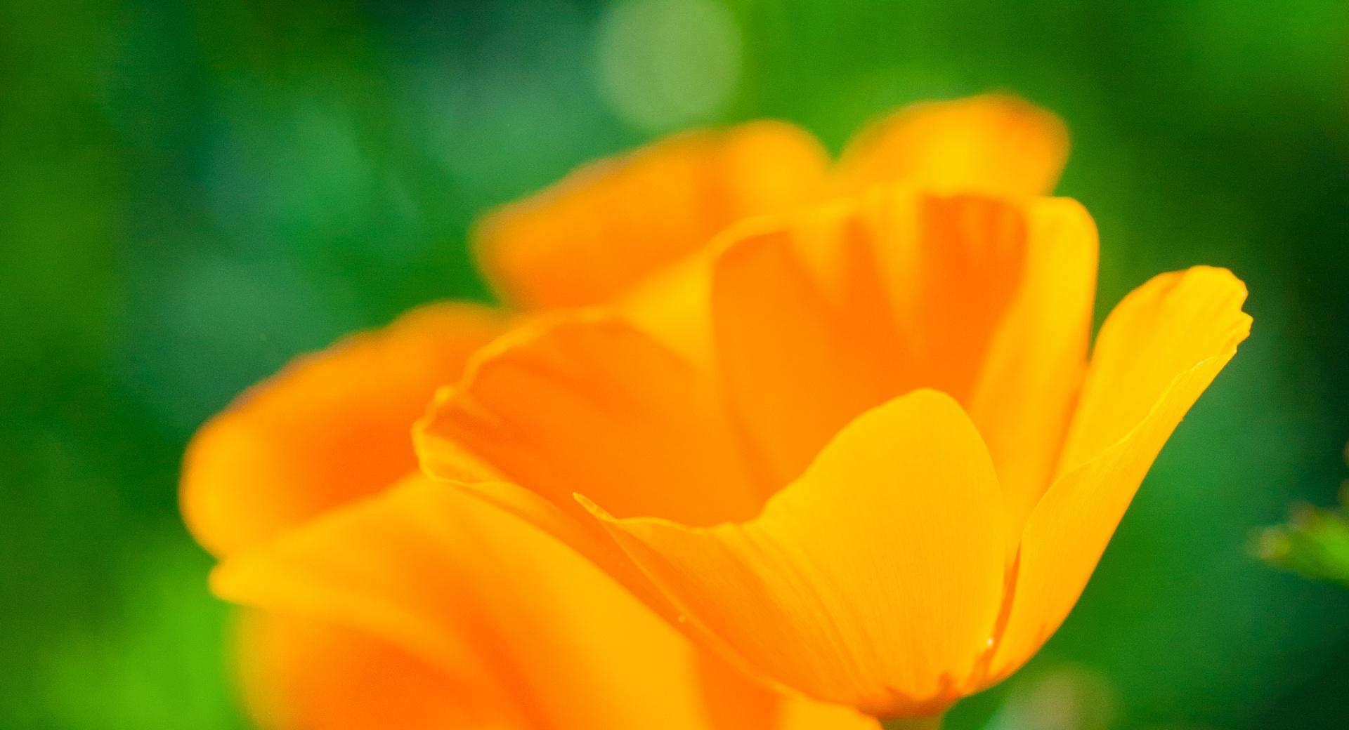 Golden Poppies at 640 x 1136 iPhone 5 size wallpapers HD quality