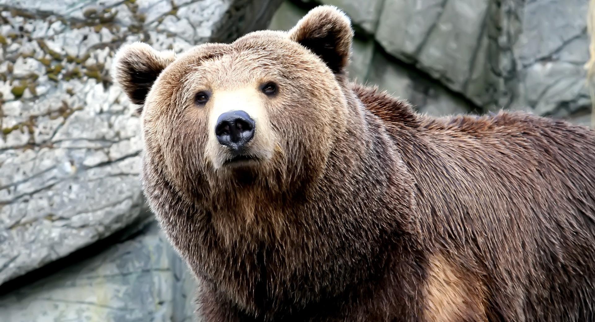 Grizzly Bear wallpapers HD quality