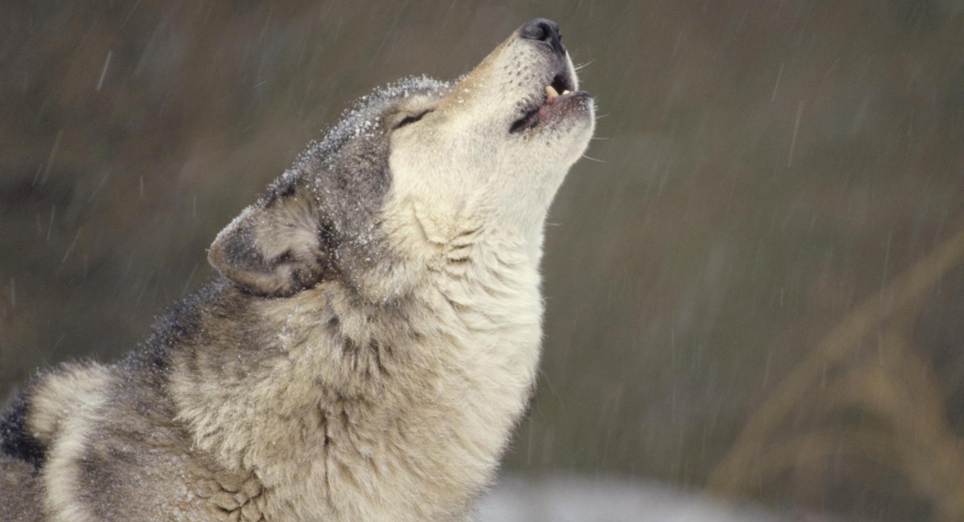 Howling Timber Wolf Temperate North America at 1600 x 1200 size wallpapers HD quality