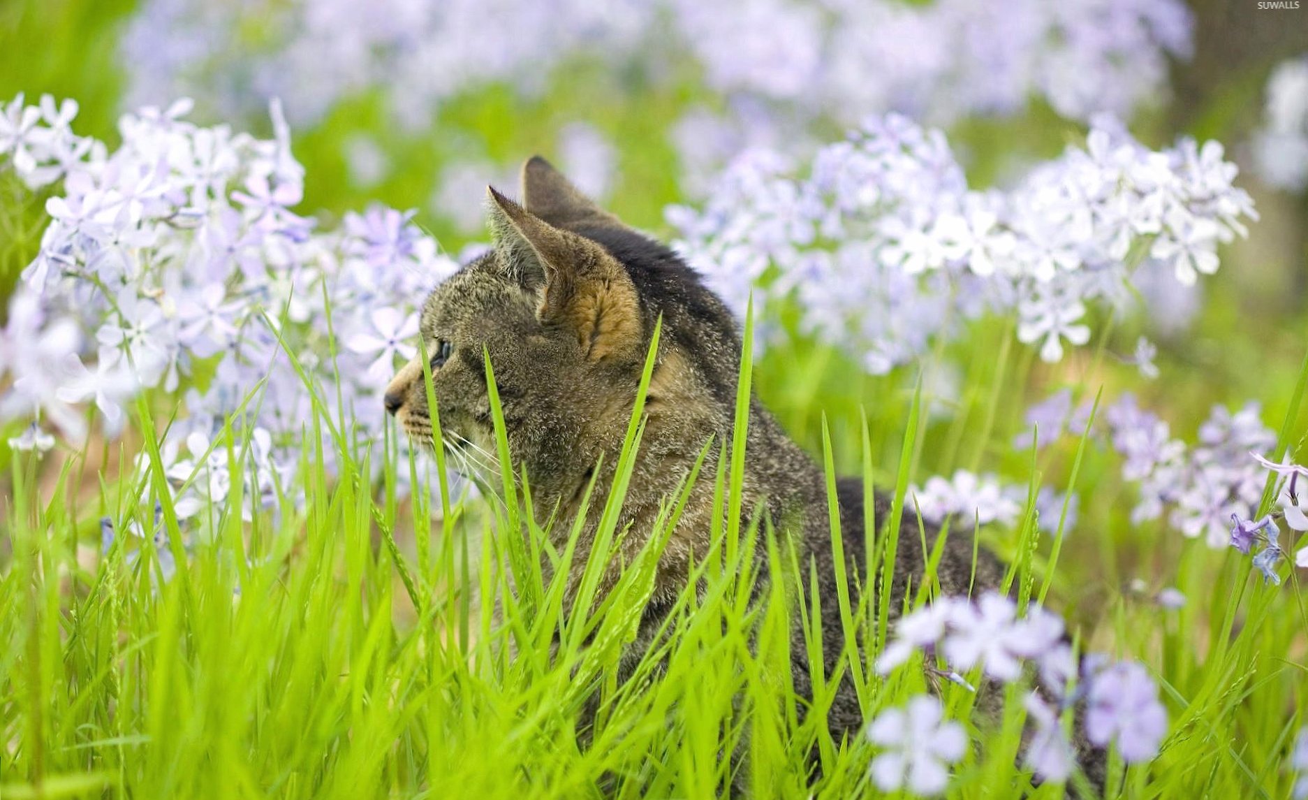 Kitten looking at the flowers in the grass at 1600 x 1200 size wallpapers HD quality
