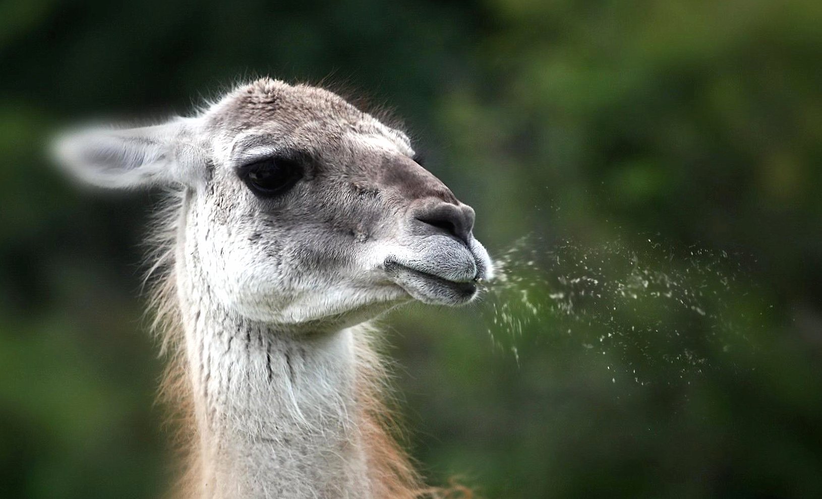 Lama that spits at 640 x 1136 iPhone 5 size wallpapers HD quality