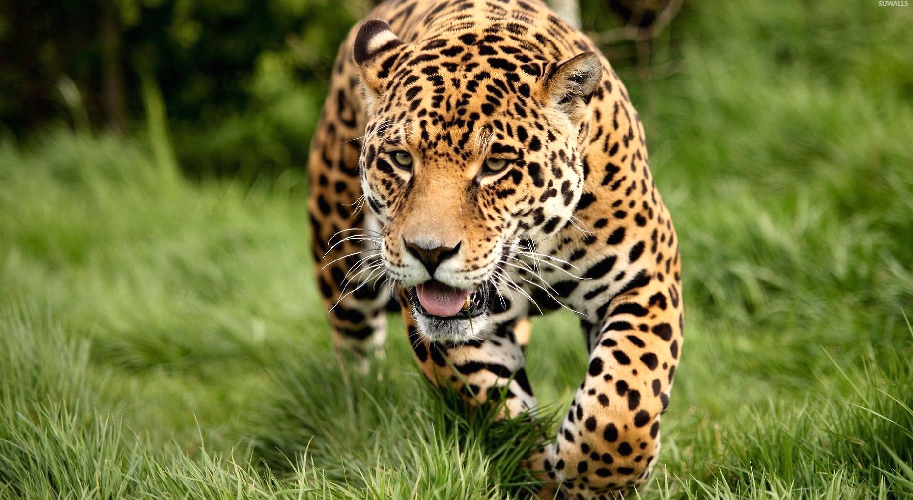 Leopard sneaking through the green grass wallpapers HD quality