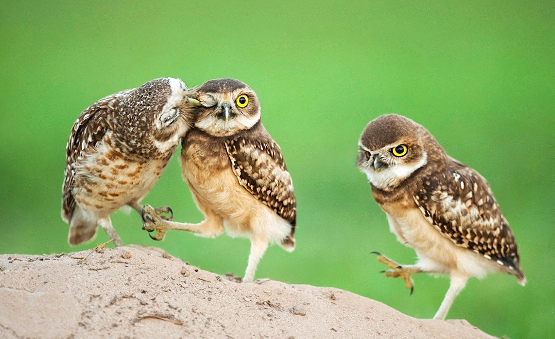 Little owls at 1280 x 960 size wallpapers HD quality