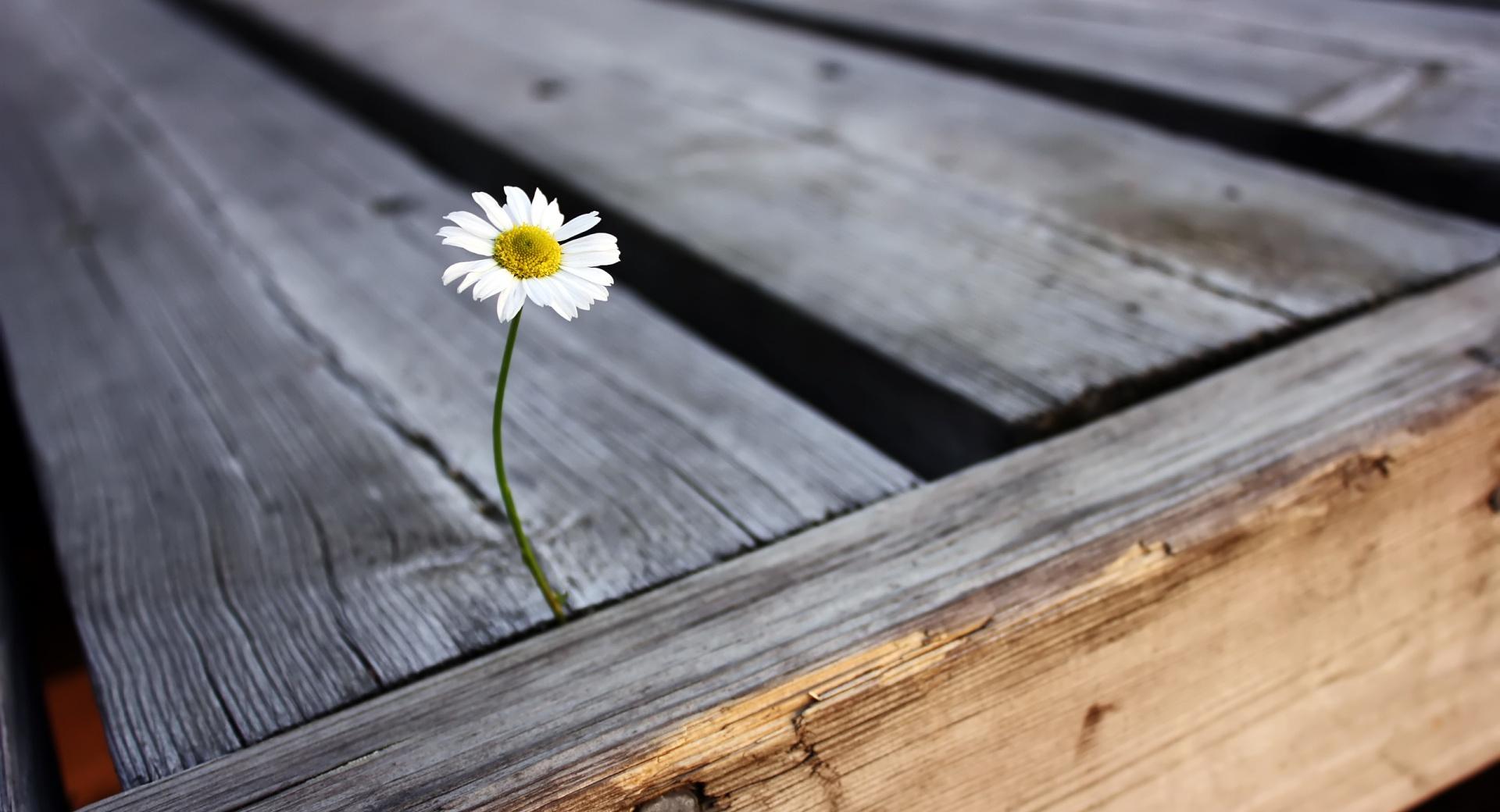 Lonely Flower at 1600 x 1200 size wallpapers HD quality
