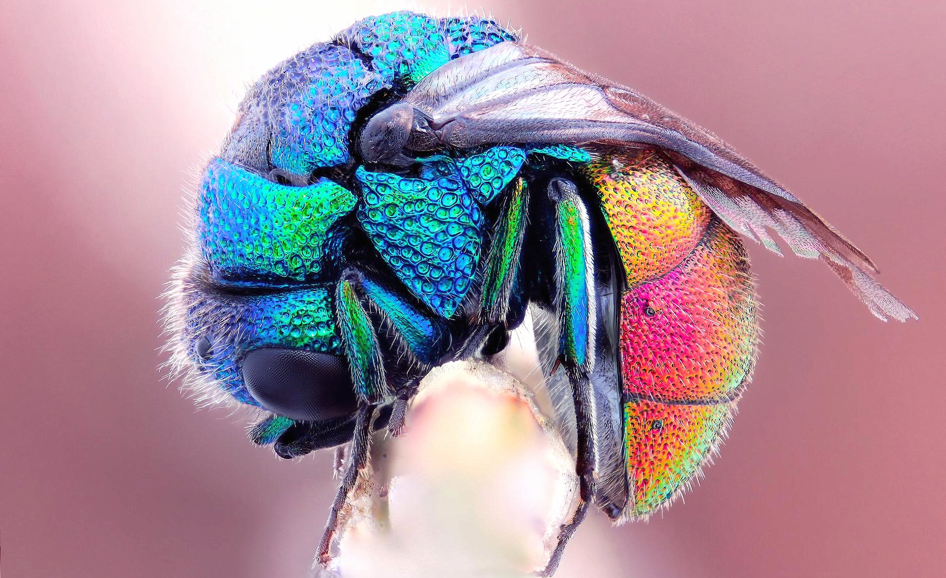 Macro fly at 1600 x 1200 size wallpapers HD quality