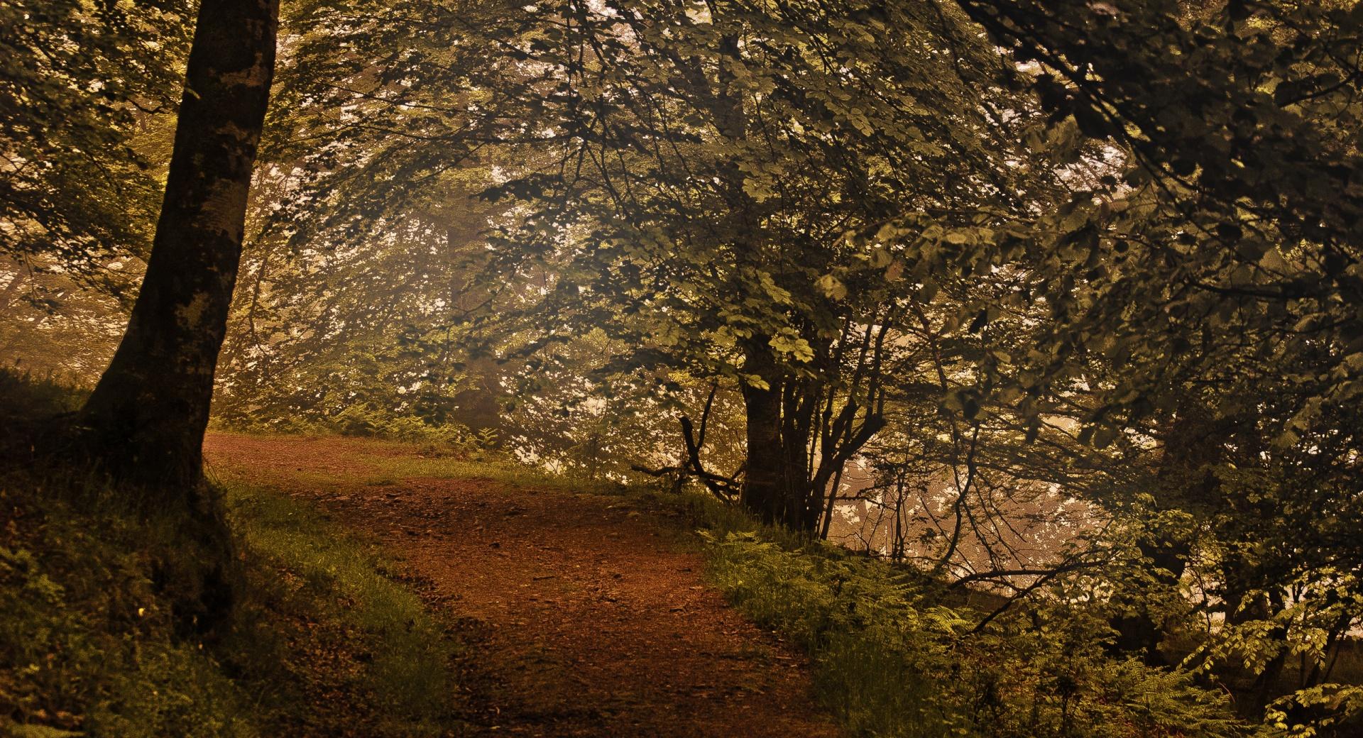 Mountain Forest Path at 640 x 1136 iPhone 5 size wallpapers HD quality