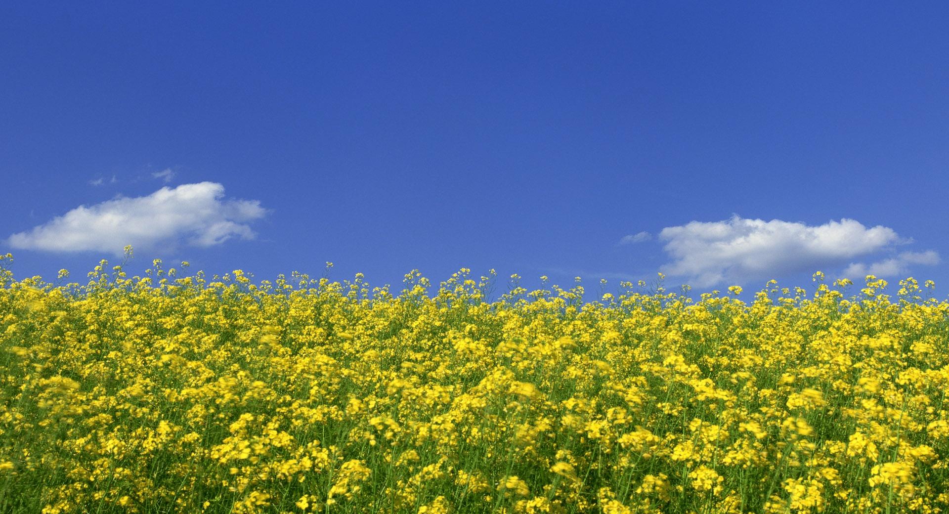 Mustard Flower Field 1 at 2048 x 2048 iPad size wallpapers HD quality
