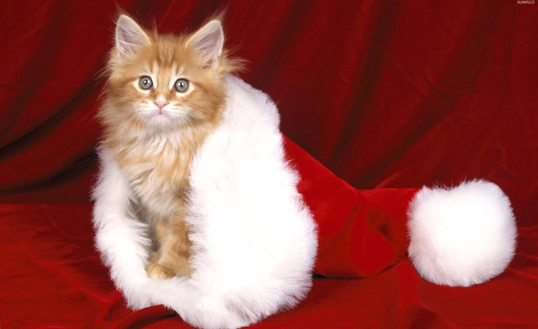 Orange kitten in a Santa hat at 1600 x 1200 size wallpapers HD quality