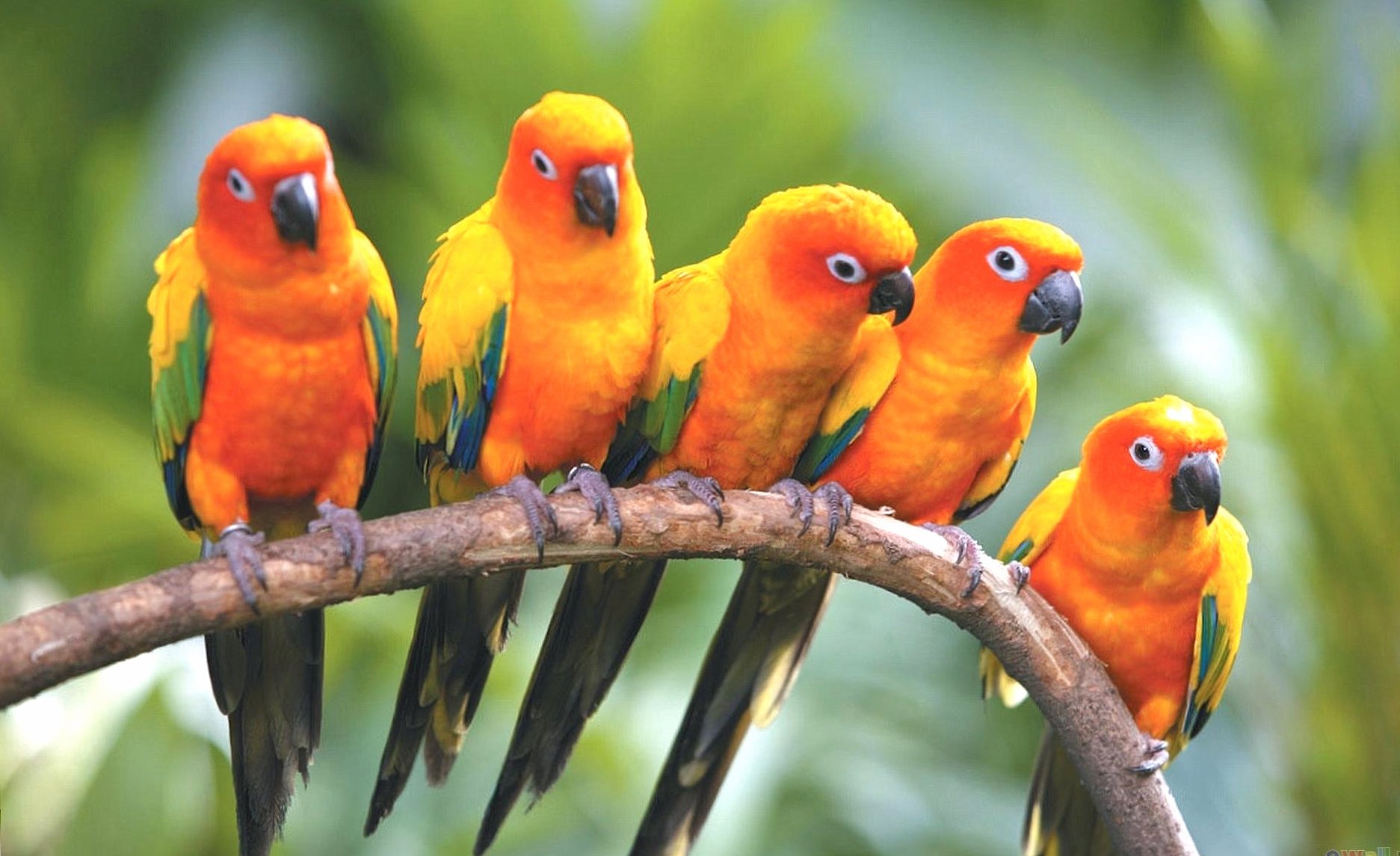 Orange parrots at 1152 x 864 size wallpapers HD quality