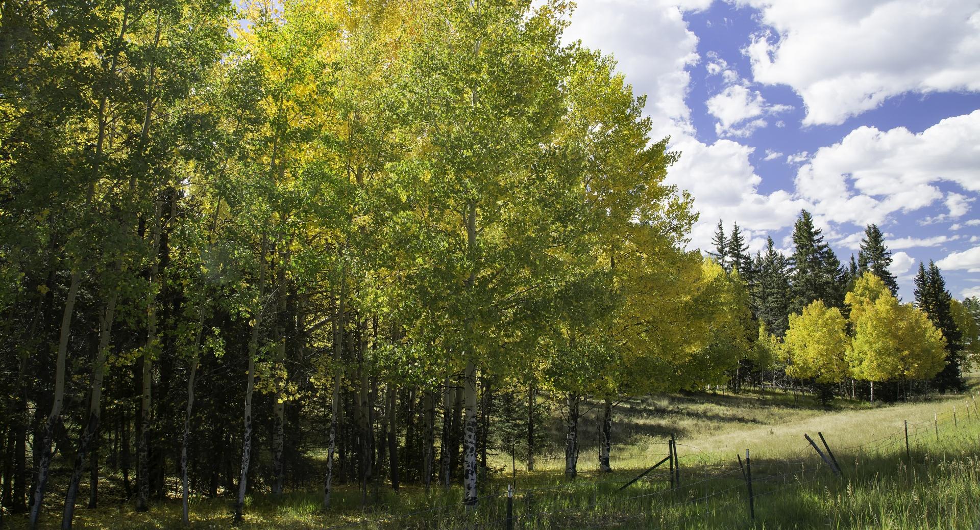 Peaceful, Aspen Trees at 1600 x 1200 size wallpapers HD quality