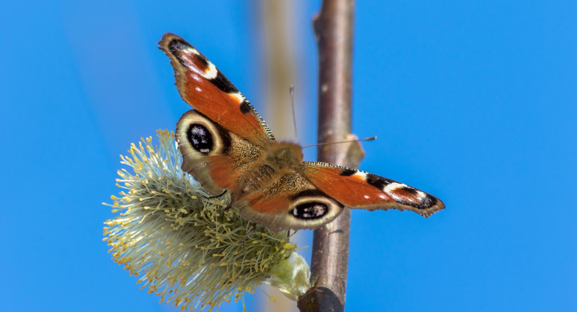 Peacock Butterfly Tagpfauenauge at 1024 x 1024 iPad size wallpapers HD quality