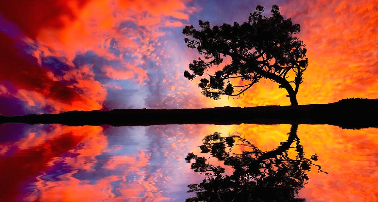 Perfect tree reflection at 640 x 1136 iPhone 5 size wallpapers HD quality