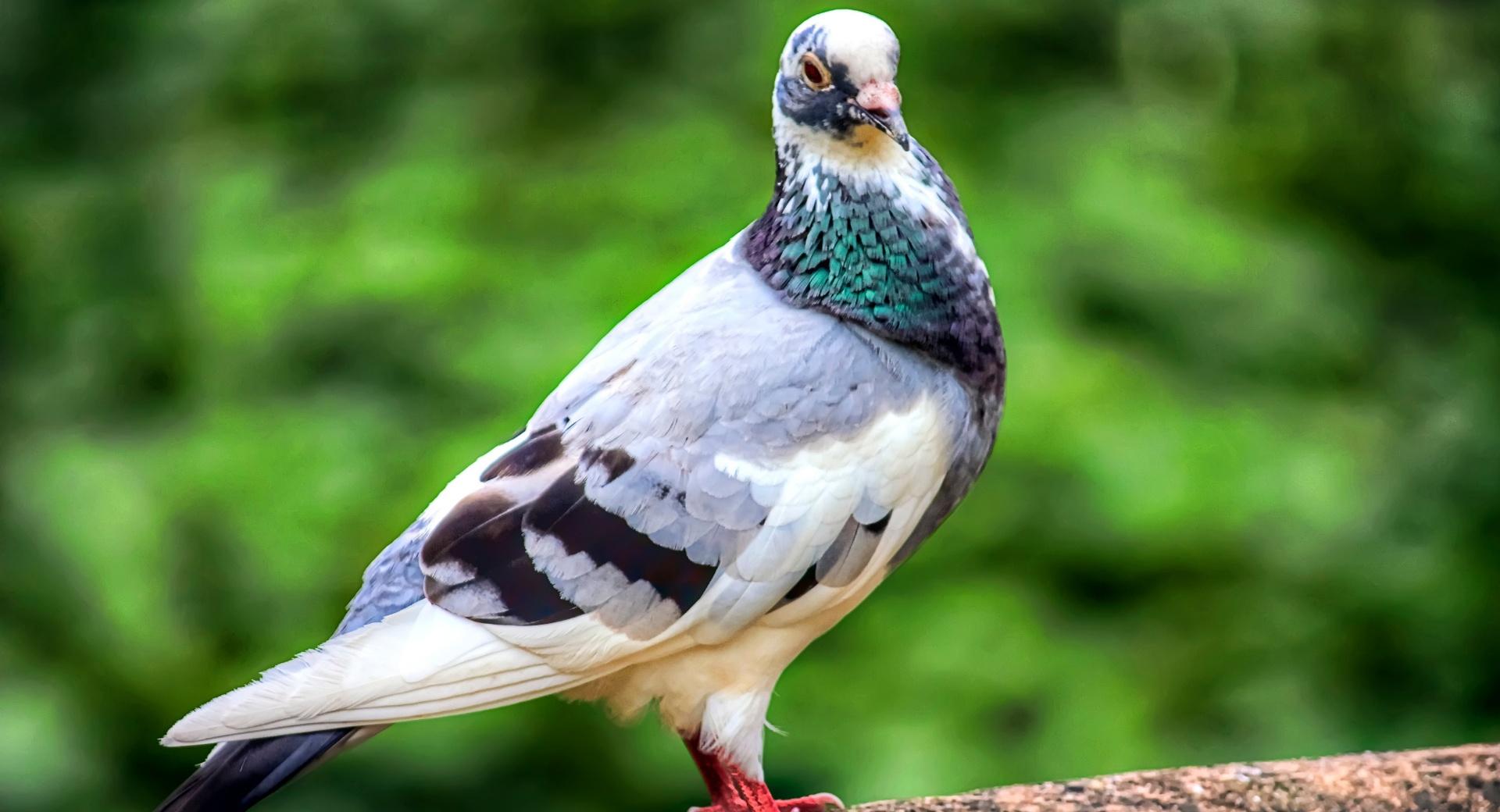 Pigeon Bird at 1024 x 768 size wallpapers HD quality