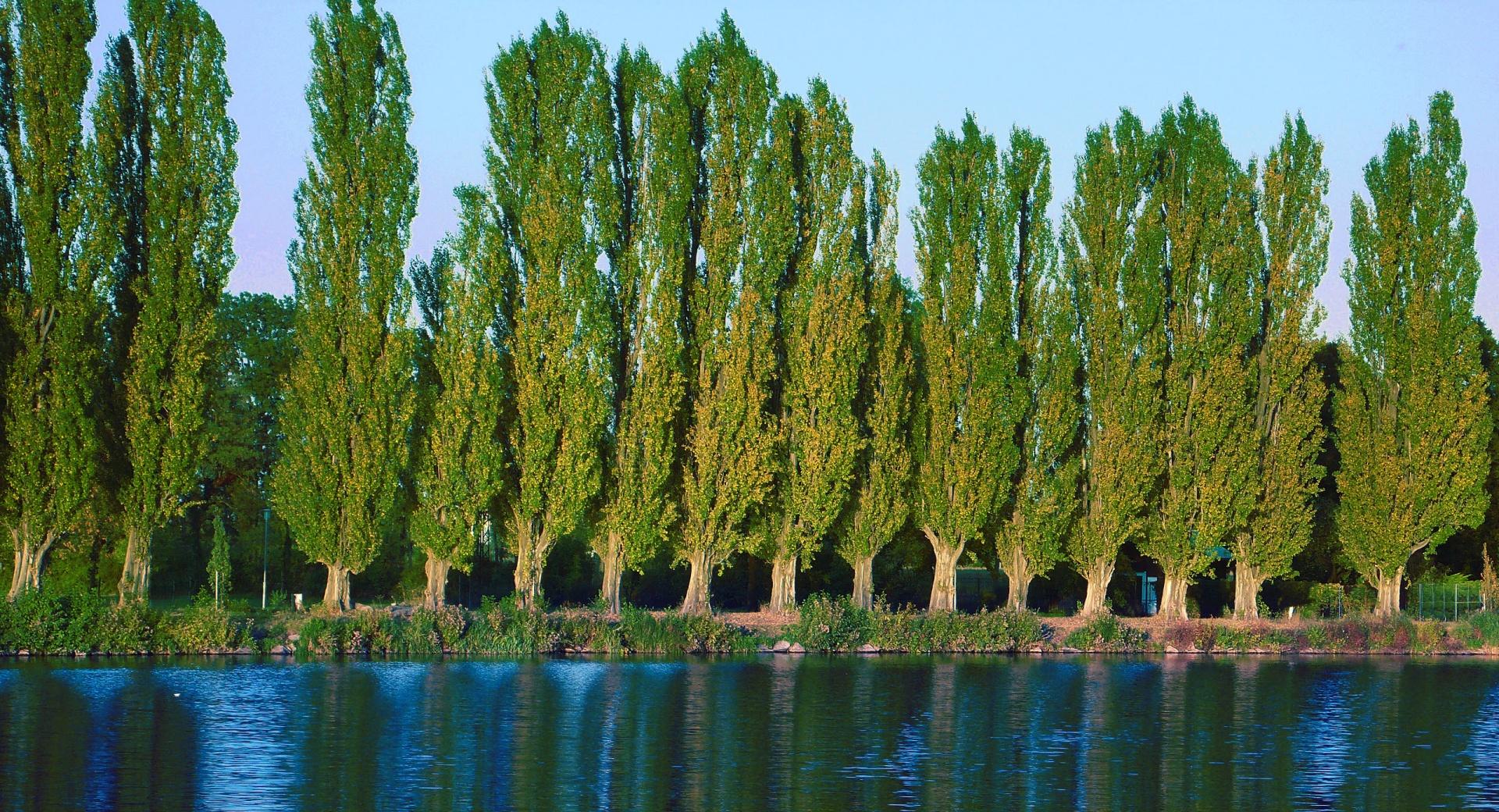 Poplar Trees Near Lake at 1280 x 960 size wallpapers HD quality