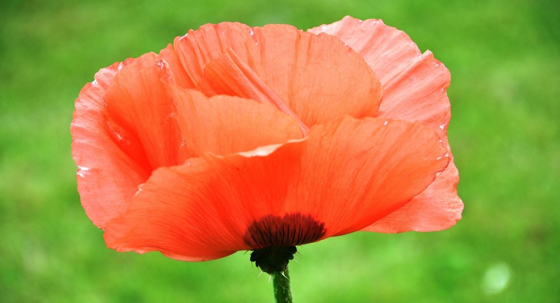Poppy Close Up at 640 x 960 iPhone 4 size wallpapers HD quality